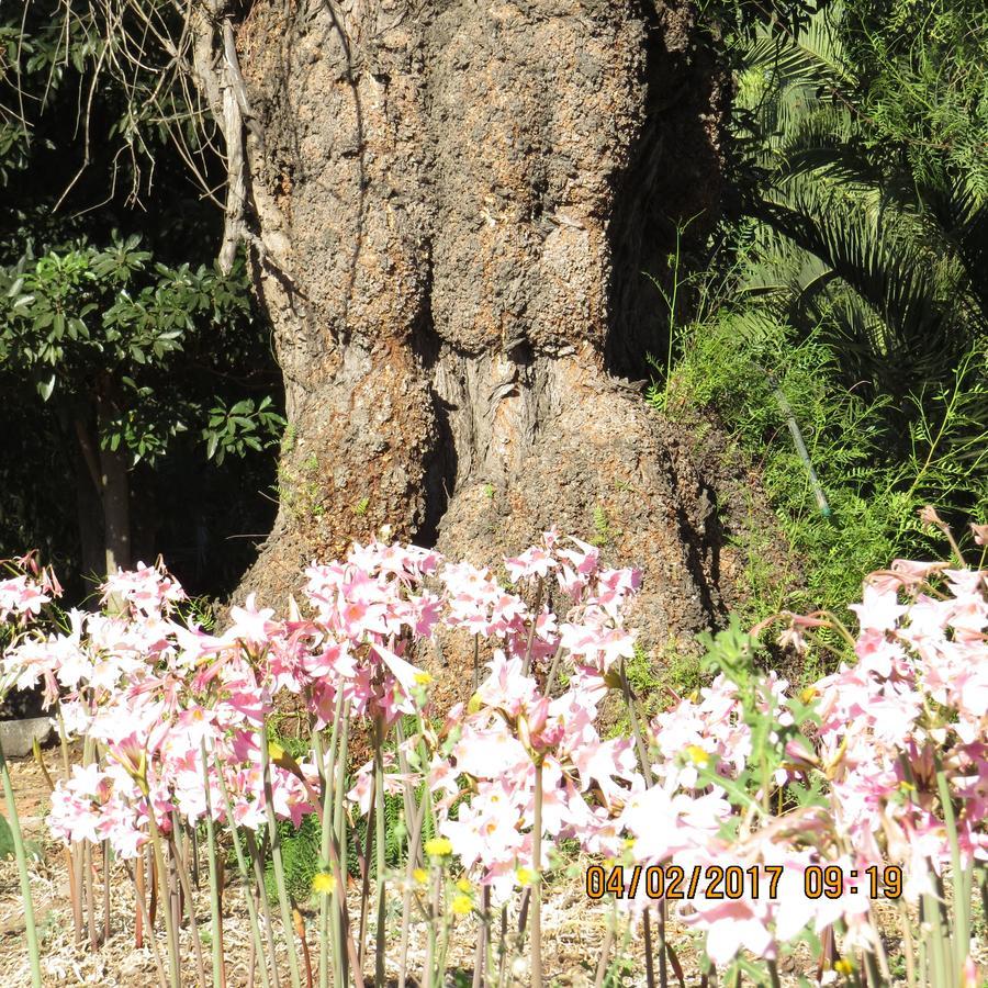 Hotel Boutique Quinta Maria Santa Cruz Dış mekan fotoğraf